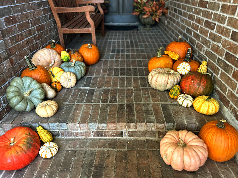 Pumpkin Package 1 – Simple & Sweet