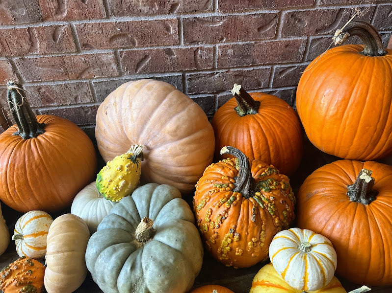 Pumpkin Package 2 - Harvest Charm